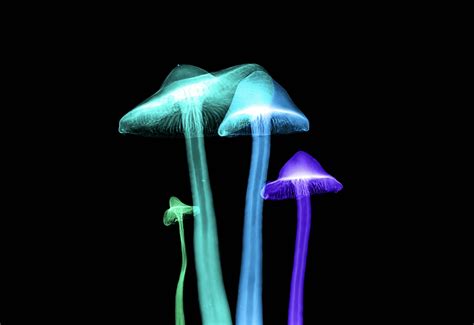Psychedelic Therapy: Using Magic Mushrooms for Mental Health